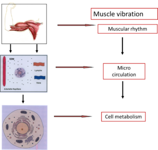 Muscle-Vibration-1000x300.png